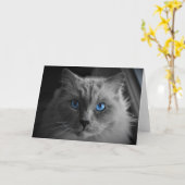 Ragdoll Cat, kaart (Gele Bloem)