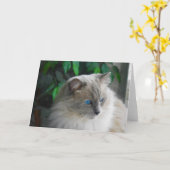 Ragdoll Cat Kaart (Gele Bloem)