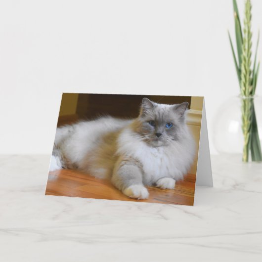 Ragdoll Cat, kaart (Voorkant)