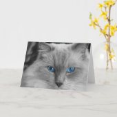 Ragdoll Cat Kaart (Gele Bloem)