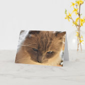 Ragdoll Cat, kaart (Gele Bloem)