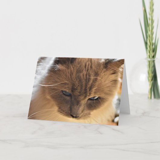 Ragdoll Cat, kaart (Voorkant)