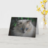 Ragdoll Cat Kaart (Gele Bloem)