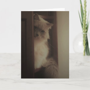 Ragdoll Cat Kaart
