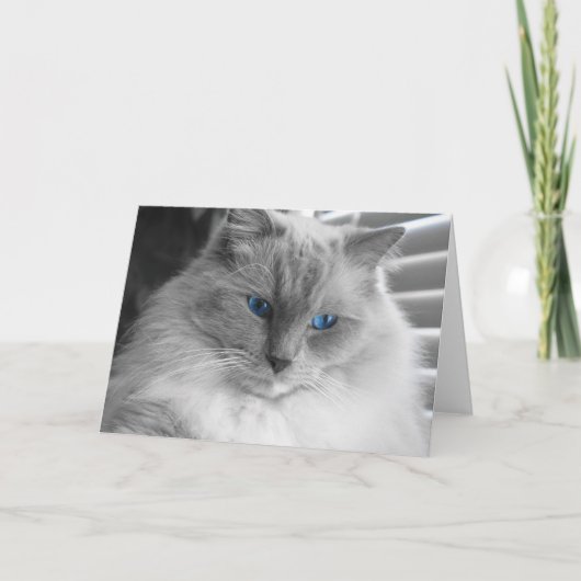 Ragdoll Cat Kaart (Voorkant)