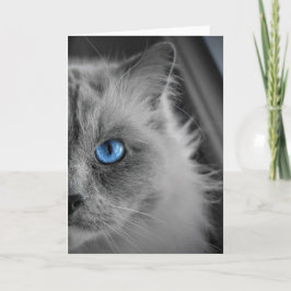 Ragdoll Cat, kaart