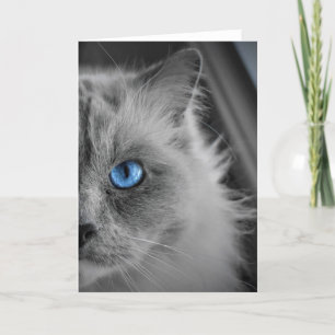 Ragdoll Cat, kaart