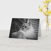Ragdoll Cat-kaart Kaart (Gele Bloem)