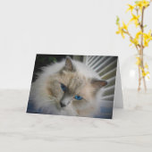 Ragdoll Cat-kaart Kaart (Gele Bloem)