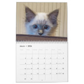 Ragdoll Cat Kalender (Mar 2026)
