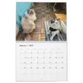 Ragdoll Cat Kalender (Feb 2027)