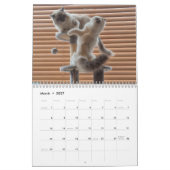 Ragdoll Cat Kalender (Mar 2027)