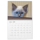 Ragdoll Cat Kalender (Mar 2027)