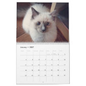 Ragdoll Cat Kalender (Jan 2027)