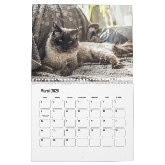 Ragdoll Cat Kalender (Mar 2026)