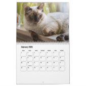 Ragdoll Cat Kalender (Feb 2026)