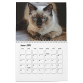 Ragdoll Cat Kalender (Jan 2026)