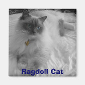 Ragdoll Cat Magneet (Voorkant)