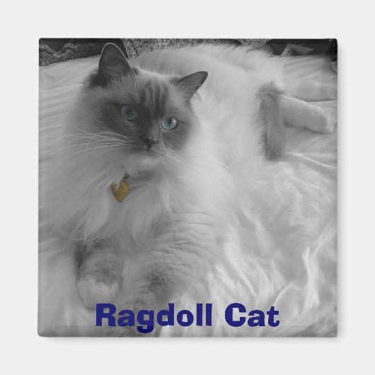 Ragdoll Cat Magneet (Voorkant)