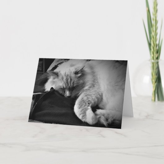 Ragdoll Cat / Noir, kaart (Voorkant)