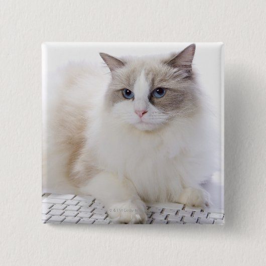 Ragdoll Cat op toetsenbord Vierkante Button 5,1 Cm (Voorkant)