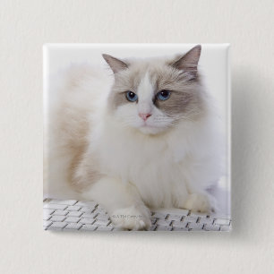 Ragdoll Cat op toetsenbord Vierkante Button 5,1 Cm
