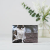 Ragdoll Cat op Visitekaartjes van daken (Staand voorkant)