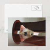 Ragdoll Cat Peking Briefkaart (Voorkant / Achterkant)