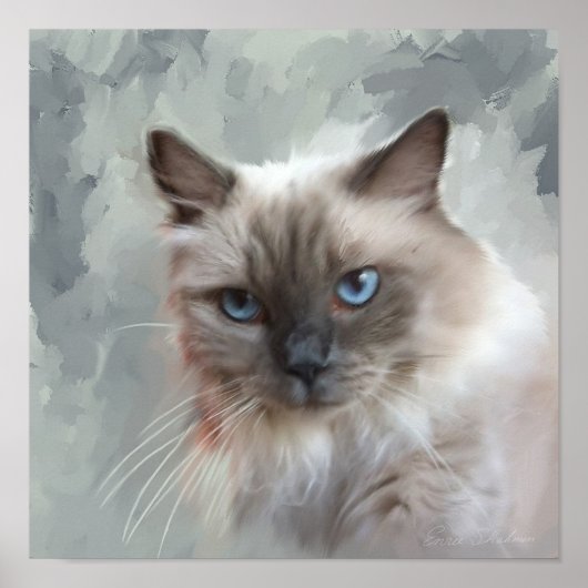 Ragdoll Cat Poster (Voorkant)