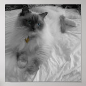 Ragdoll Cat Poster (Voorkant)