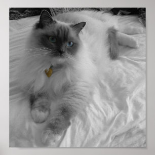 Ragdoll Cat Poster