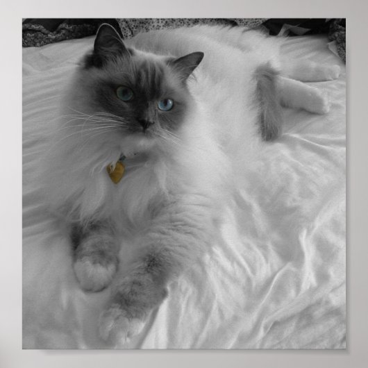 Ragdoll Cat Poster (Voorkant)