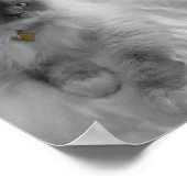 Ragdoll Cat Poster (Hoek)