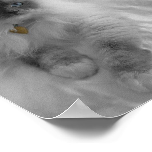 Ragdoll Cat Poster (Hoek)