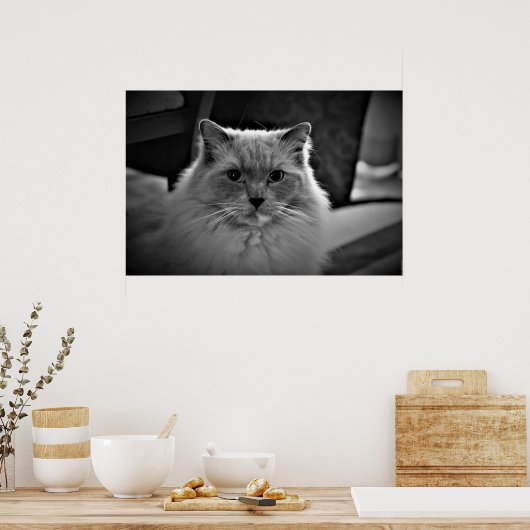 Ragdoll Cat Poster (Keuken)