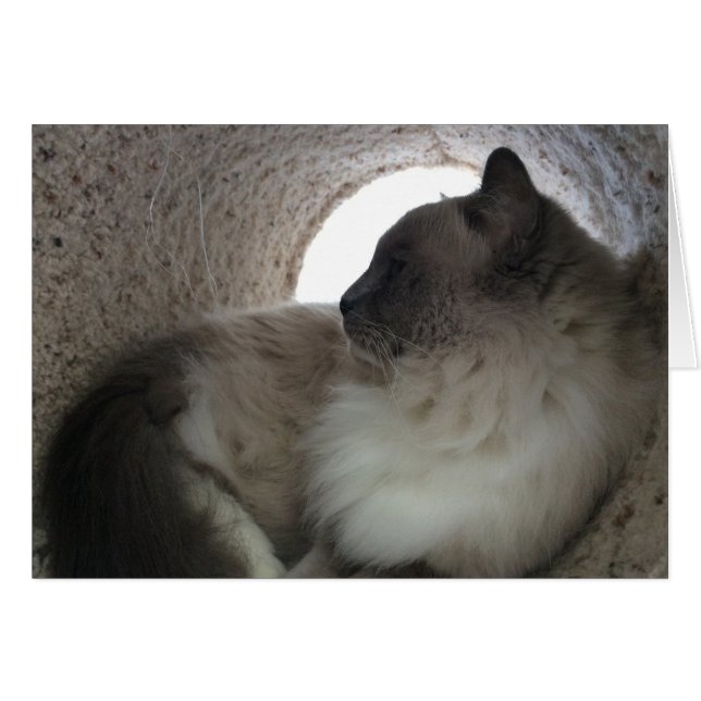 Ragdoll Cat Profile, kaart (Voorkant Horizontaal)