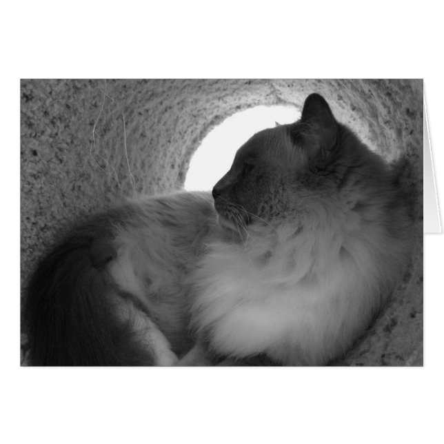 Ragdoll Cat Profile - Noir, kaart (Voorkant Horizontaal)