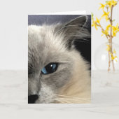 Ragdoll Cat Wenskaart Kaart (Gele Bloem)