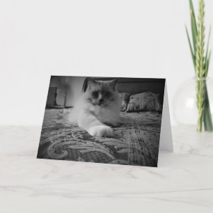 Ragdoll Cat / zwart card Kaart