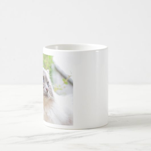 Ragdoll Cute Cat Mok (Center)