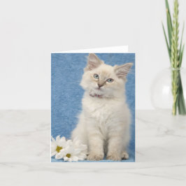 ragdoll de kaart van de katjesnota