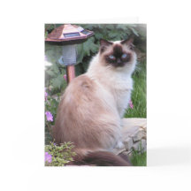 ragdoll de Kaarten van het Portret