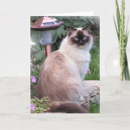 ragdoll de Kaarten van het Portret