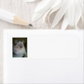 Ragdoll Himalayan Cat Return Address Labels (Insitu)