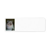Ragdoll Himalayan Cat Return Address Labels (Voorkant)