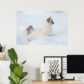 Ragdoll in het sneeuwposter poster (Thuiskantoor)