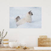 Ragdoll in het sneeuwposter poster (Keuken)