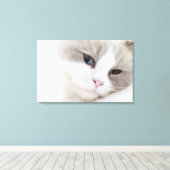 Ragdoll-kat Canvas Afdruk (Insitu (Houten vloer))