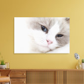 Ragdoll-kat Canvas Afdruk (Insitu (Woonkamer))