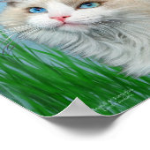 Ragdoll Kat en Butterflies Art Poster/Print Poster (Hoek)